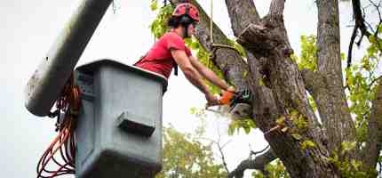 How Much Does an Arborist Charge for Tree Services